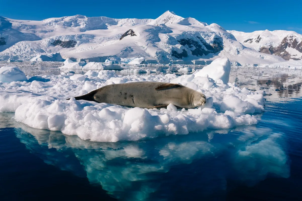 Unvergleichliche Antarktis Kreuzfahrt – Die Route der Entdecker | MS ROALD AMUNDSEN
