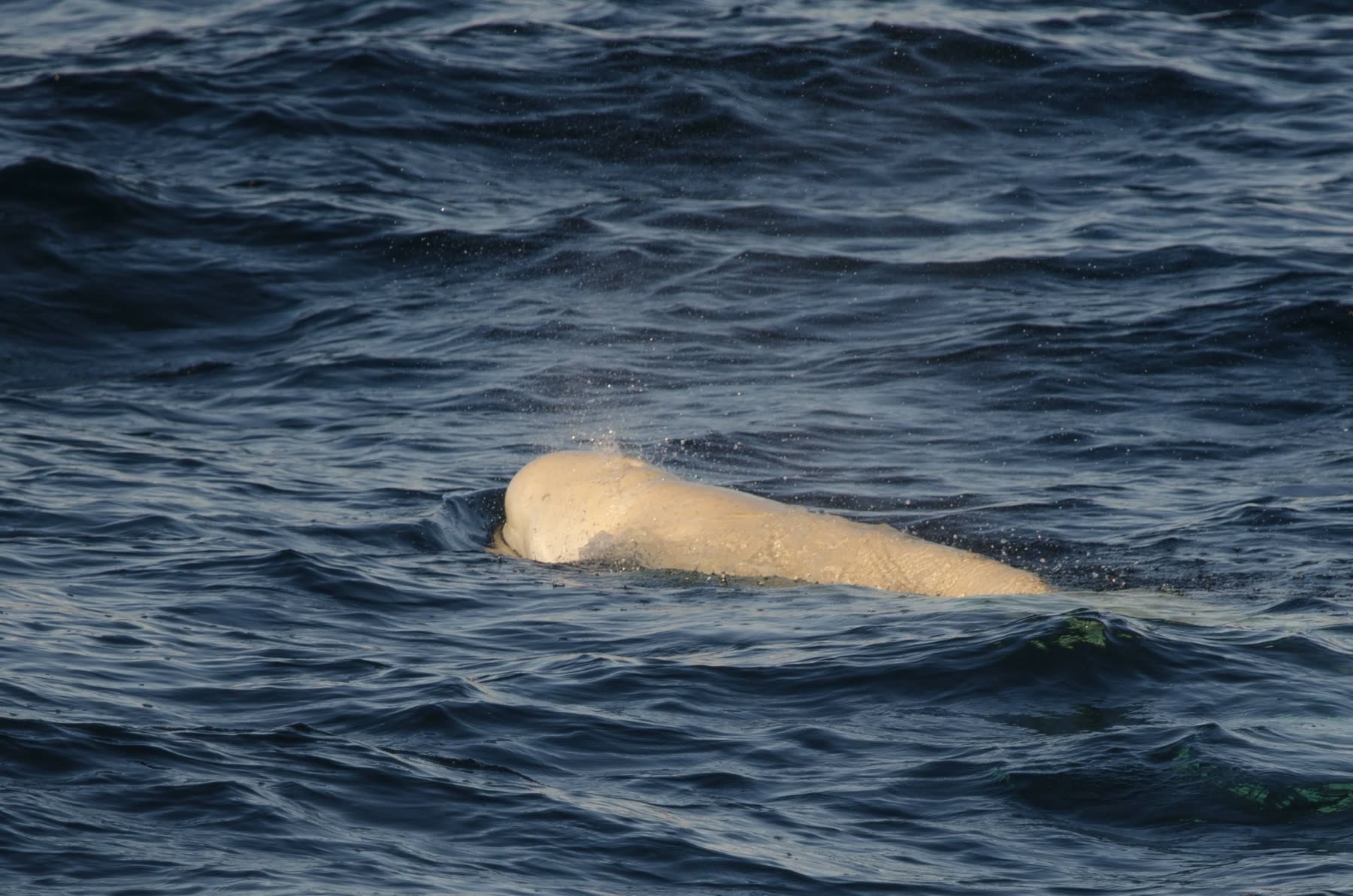 Beluga an der Wasseroberfläche