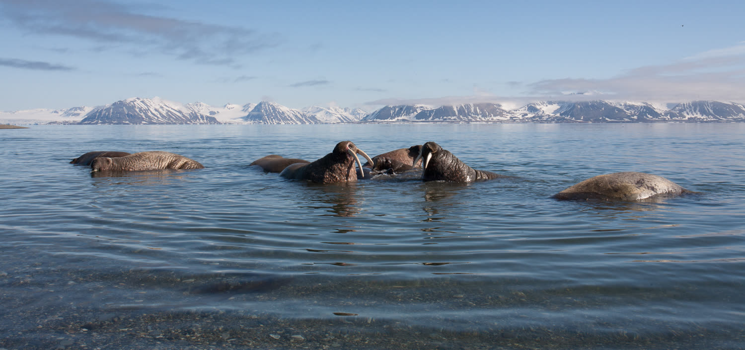 Walrosse im flachen Wasser vor der verschneiten Küste Spitzbergens