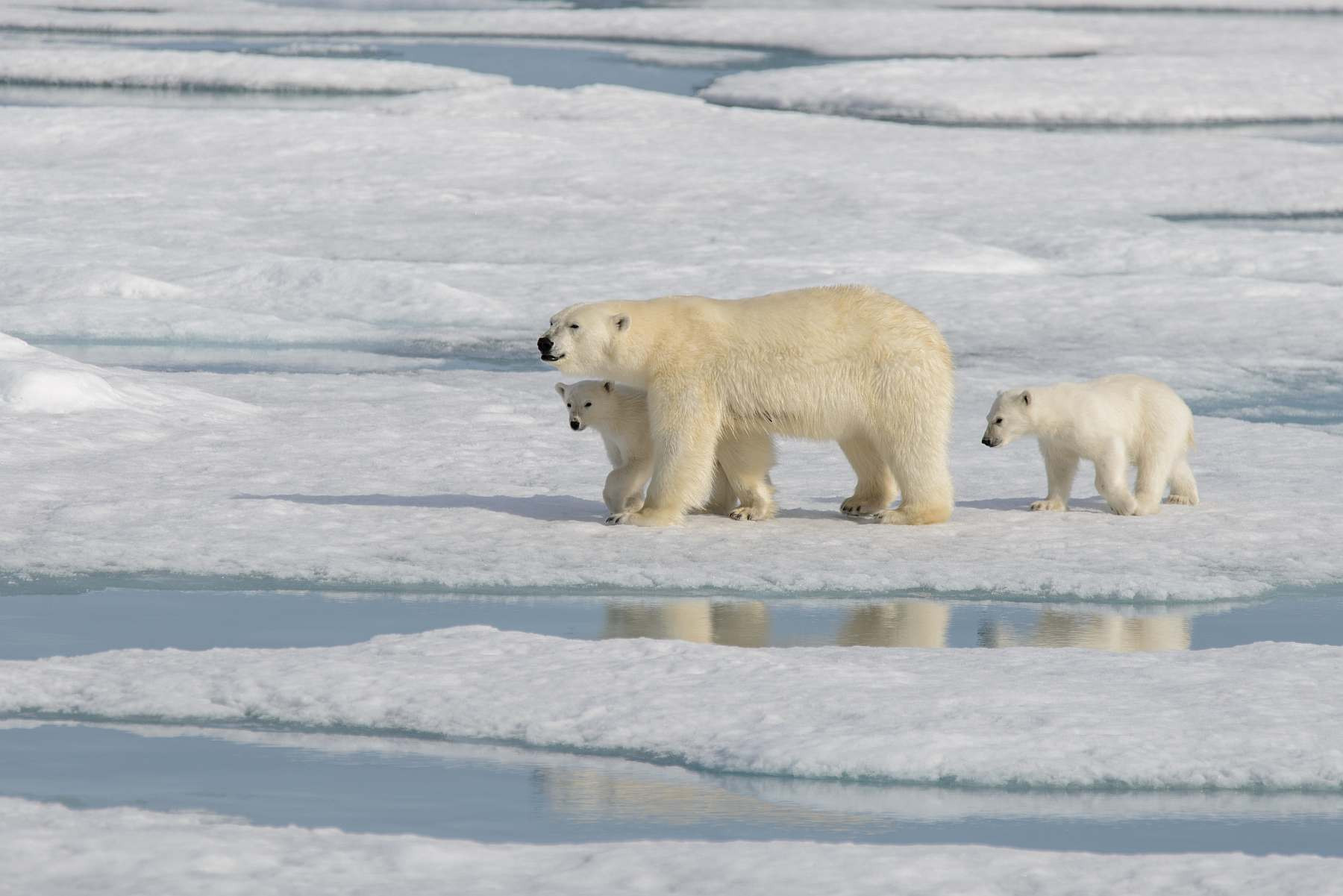 Notizen aus dem Eis 133 | Retten uns die Eisbären vor den PFASen?
