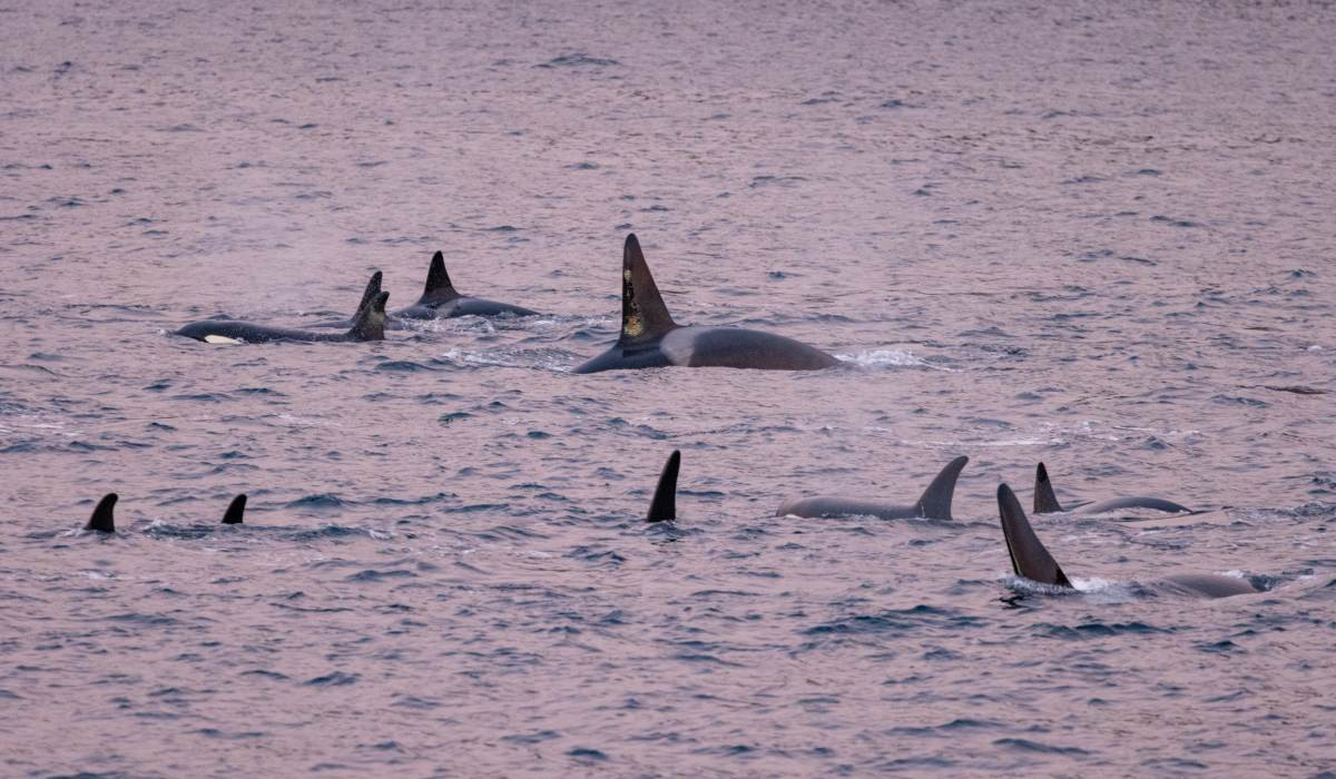 Notizen aus dem Eis 139 | Ein neues Orca-Leben