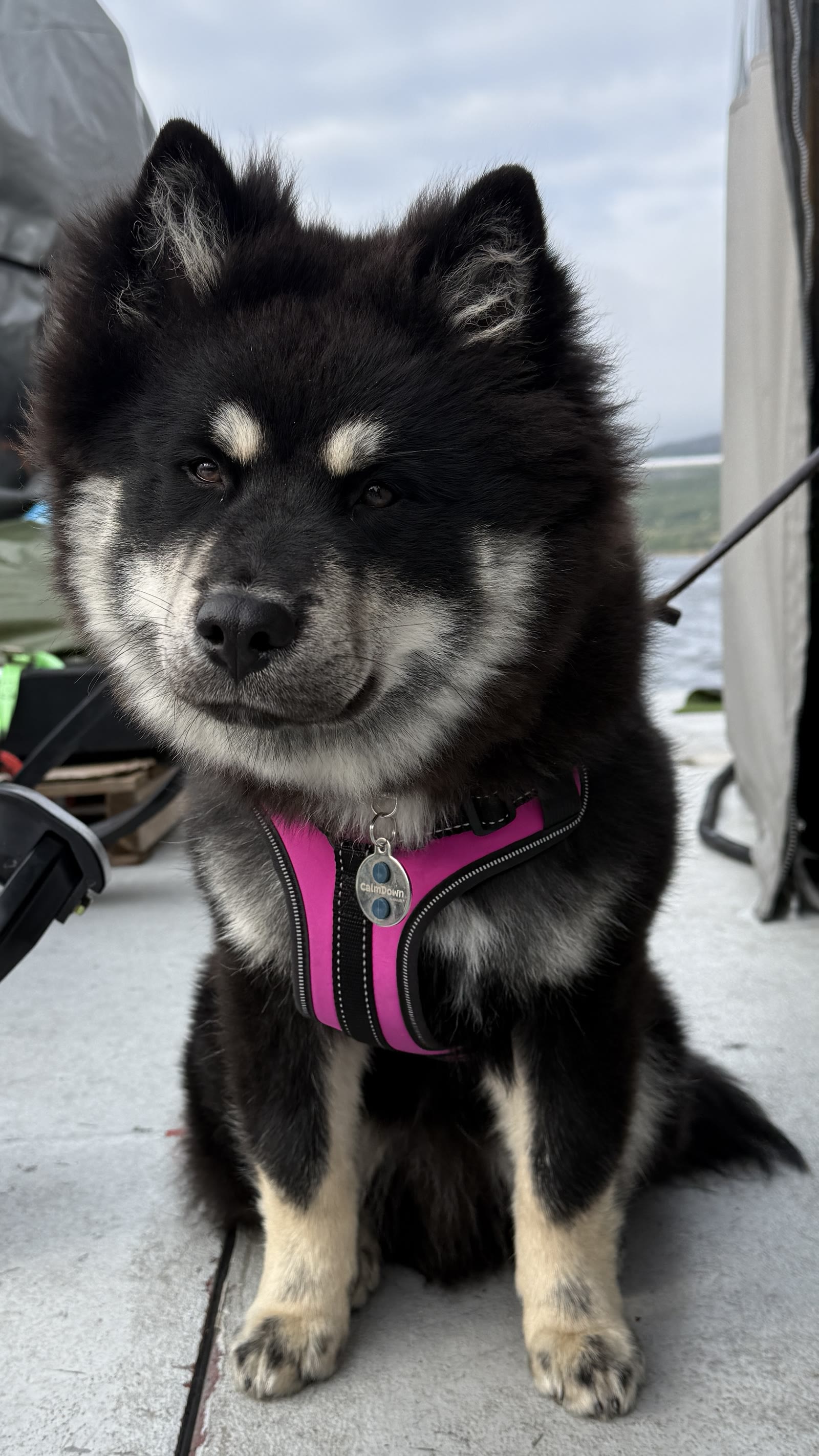 Expeditionshund Örkki, ein sechs Monate alter Finnischer Lapphund. Er ist das dreizehnte Besatzungsmitglied.