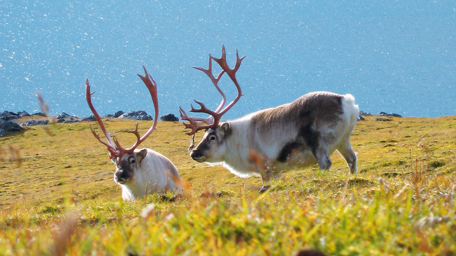 Zwei Svalbard-Rentiere mit Geweih im Bast grasen auf grüner Tundra vor blauem Wasser