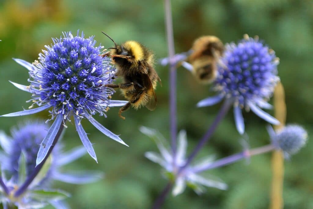 Birgit Lutz-Notizen aus dem Eis | Die arktische Hummel