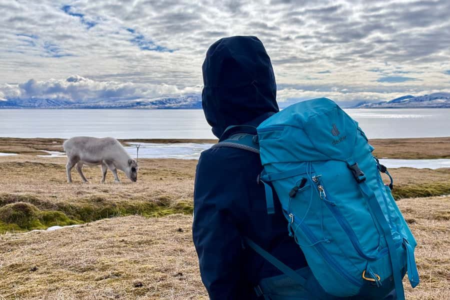 Gast von hinten beobachtet ein Spitzbergen-Rentier in der Tundra am Isfjord