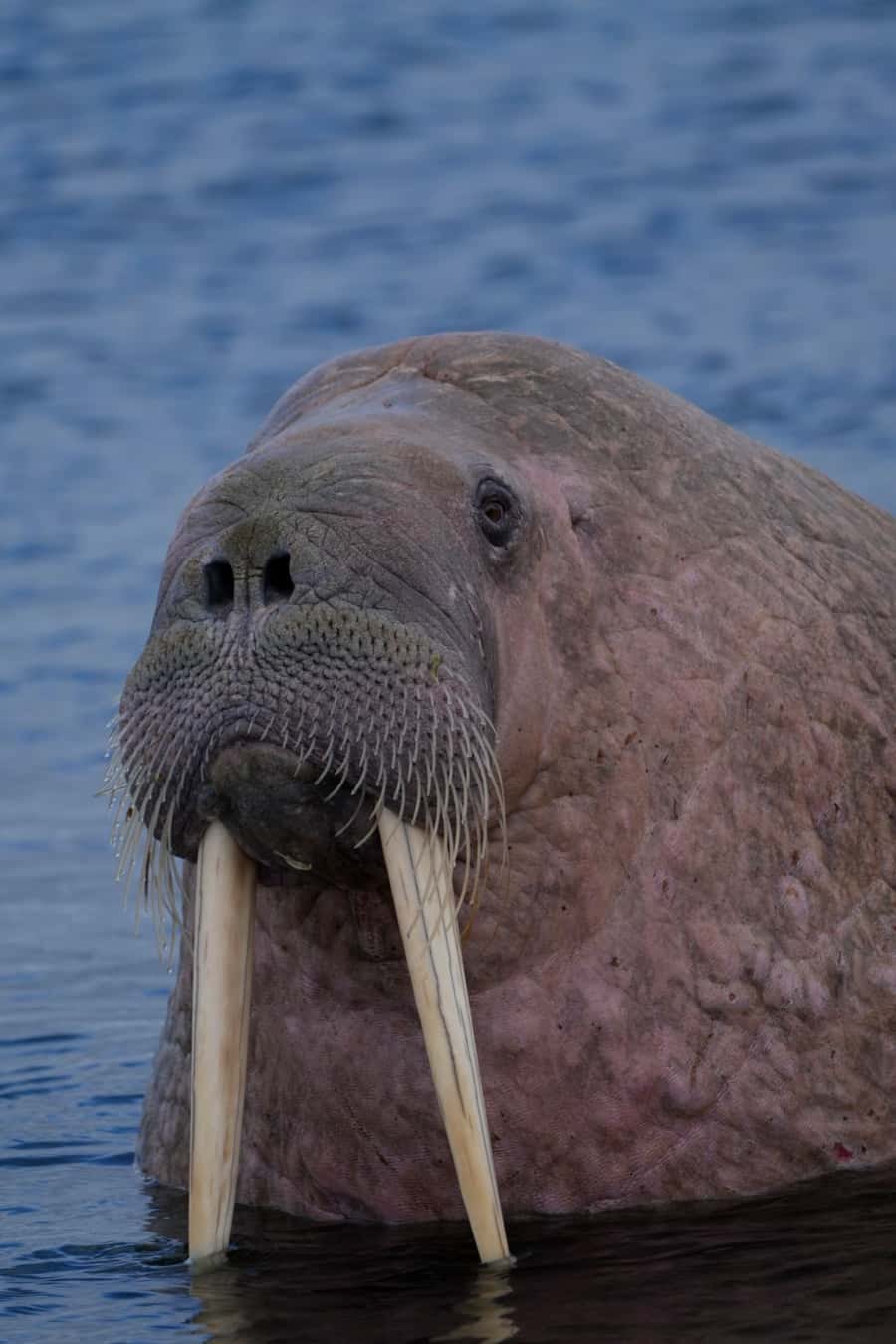 Walross mit langen Stoßzähnen schaut aus dem Wasser, Poolepynten, Spitzbergen
