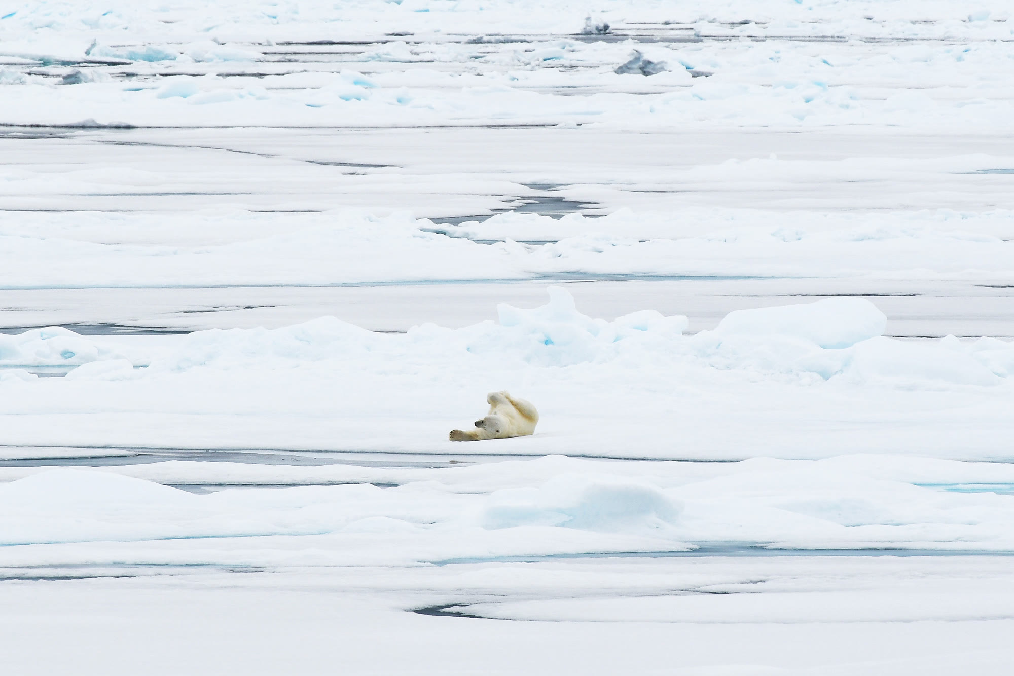 Eisbär auf dem Packeis nördlich von Spitzbergen, weite Eisfläche bis zum Horizont