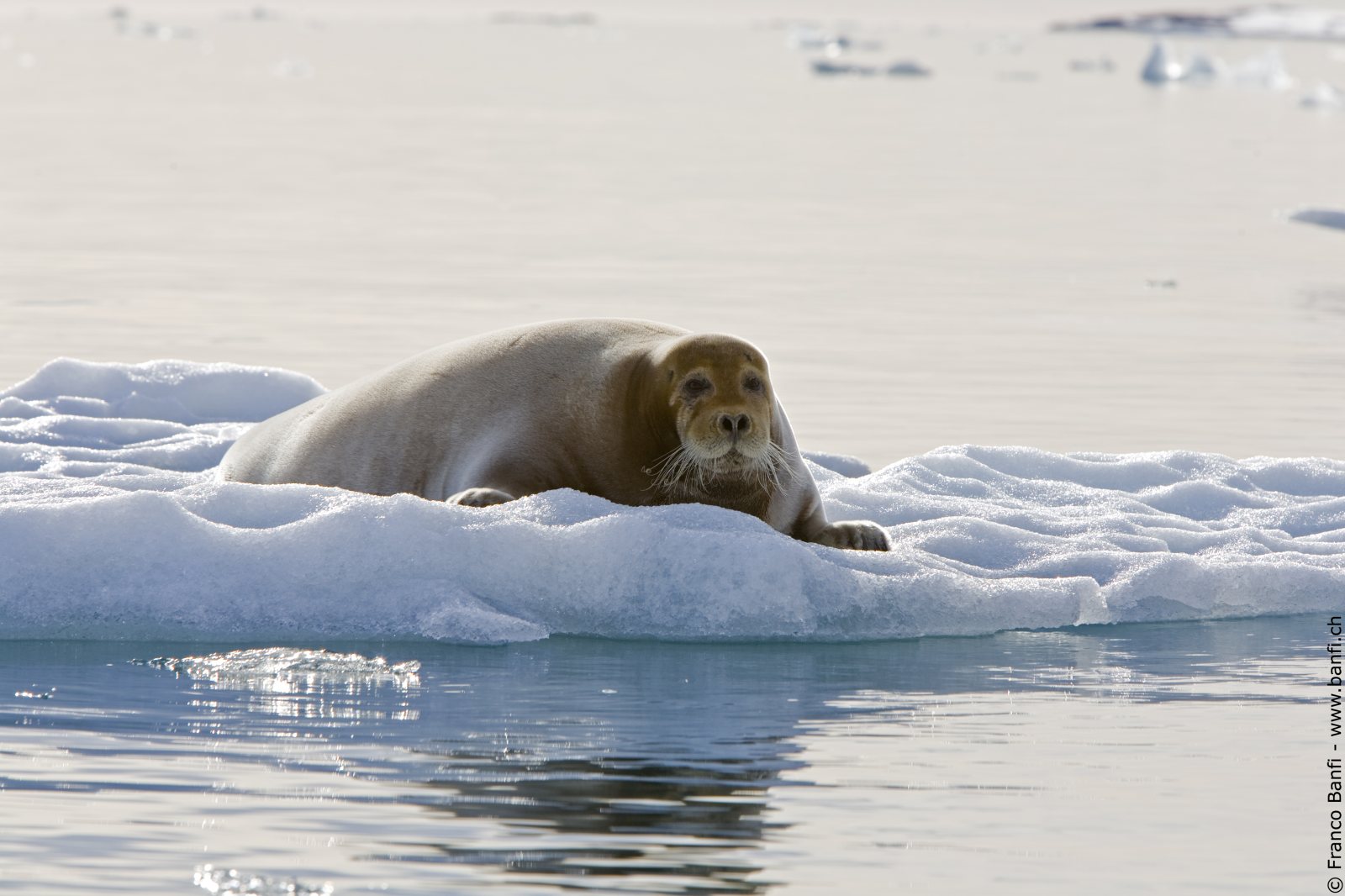 Bartrobbe liegt auf einer Eisscholle im Packeis bei Spitzbergen