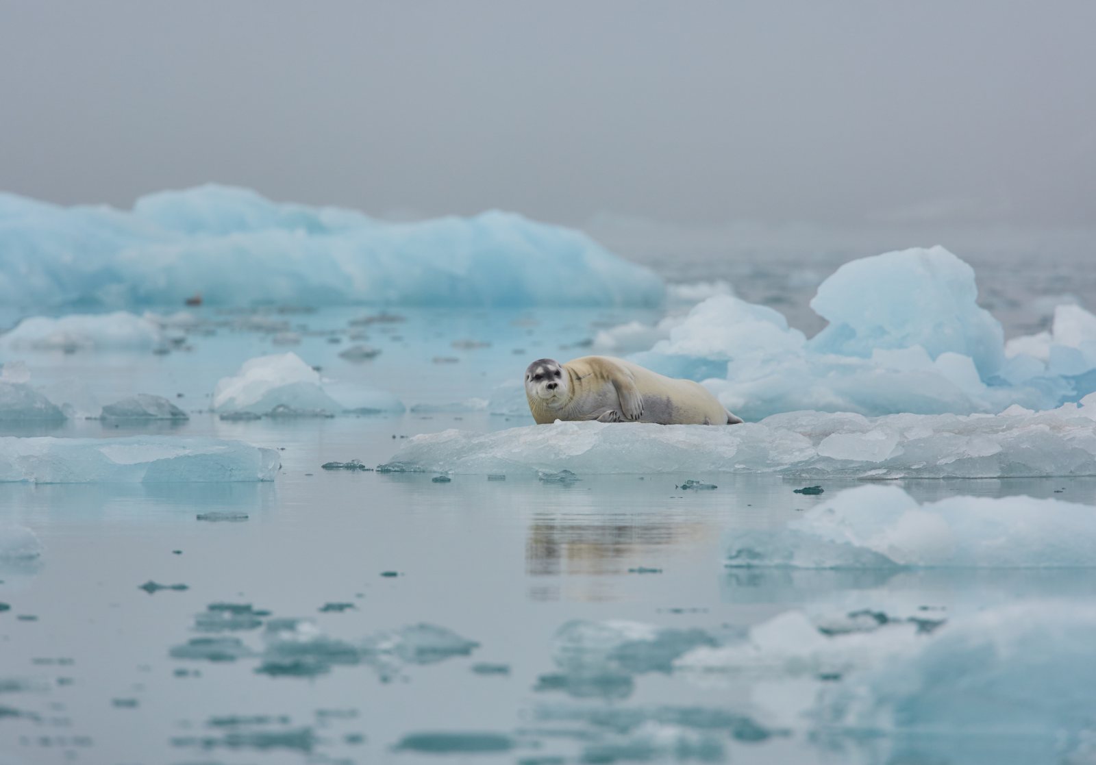 Bartrobbe ruht auf einer Eisscholle im Treibeis vor Spitzbergen