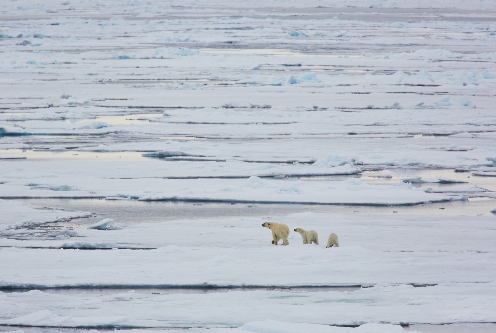 Eisbärin mit zwei Jungtieren, klein in der weiten Packeisfläche nördlich von Spitzbergen
