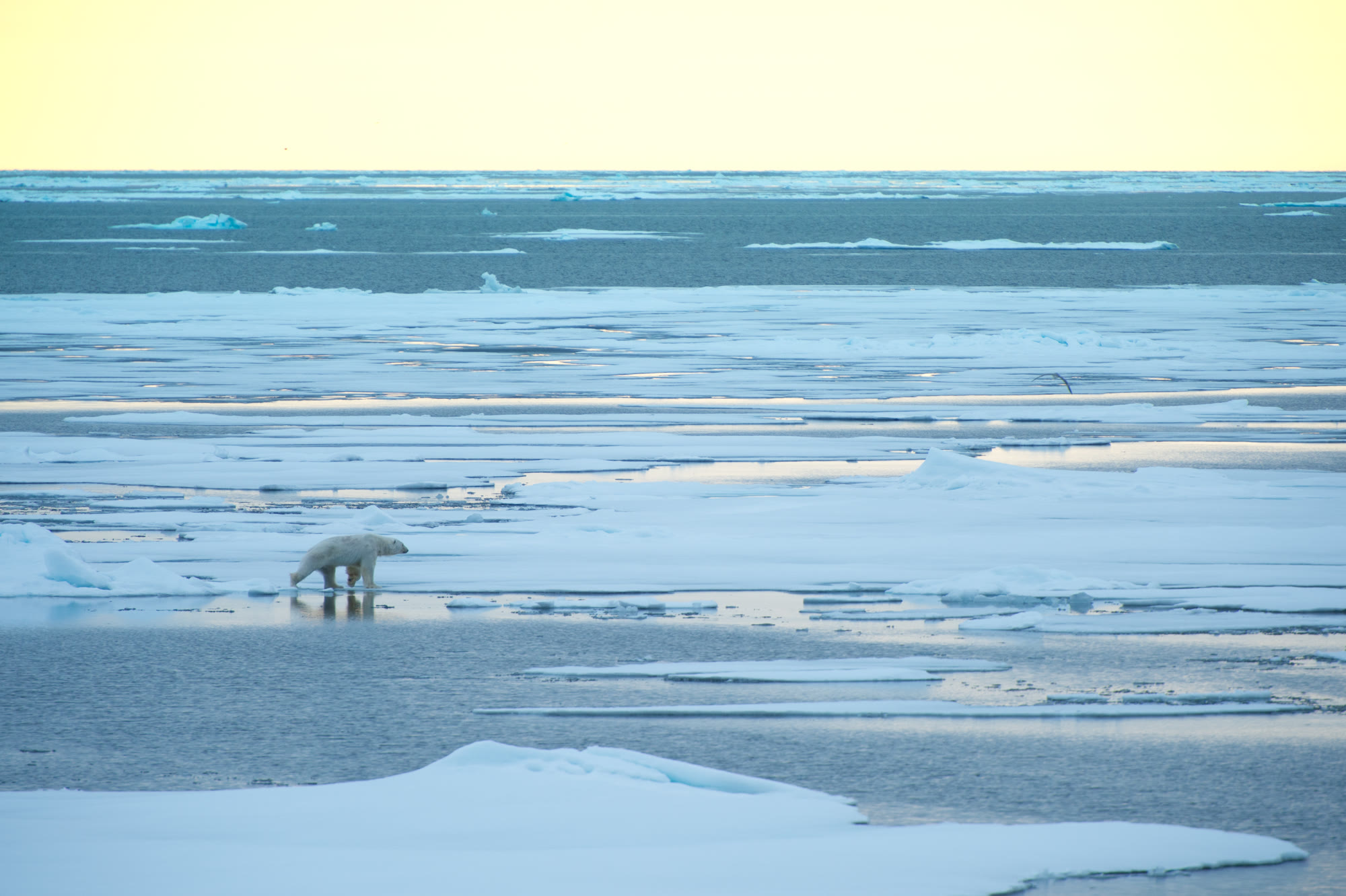 Eisbär auf einer Eisscholle im Packeis vor Spitzbergen