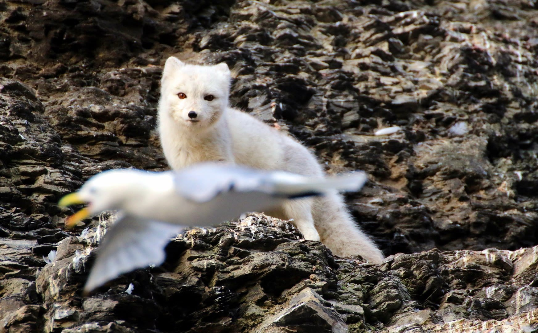 Polarfuchs trägt eine erbeutete Dreizehenmöwe über Felsen
