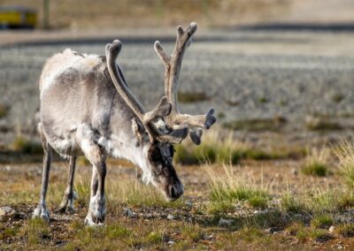 Spitzbergen – Die große Umrundung | MS DISCOVERER