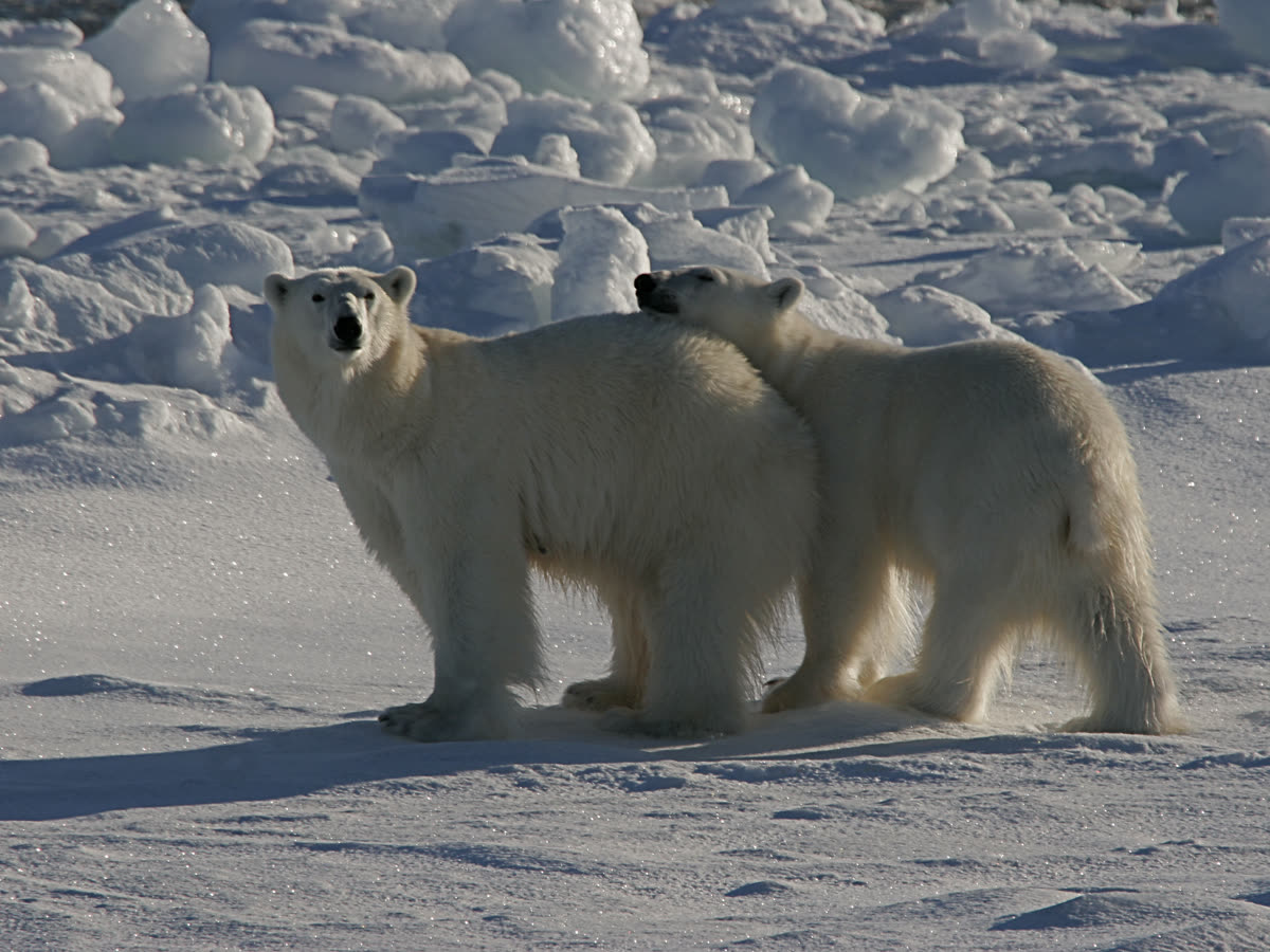 Nordspitzbergen Entdecker - Vielfältige Landschaften, Meereis und Tierwelt - Sommersonnenwende