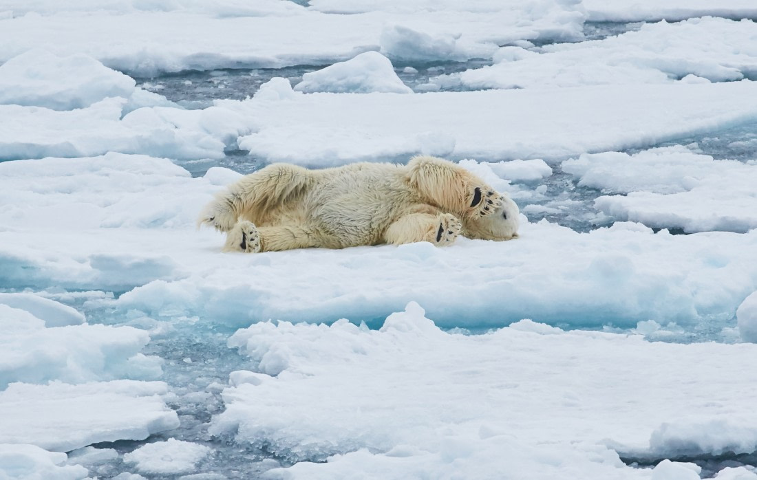 Nord-Spitzbergen-Entdecker – Ins Packeis – Spezialreise zu Eisbären und Walen