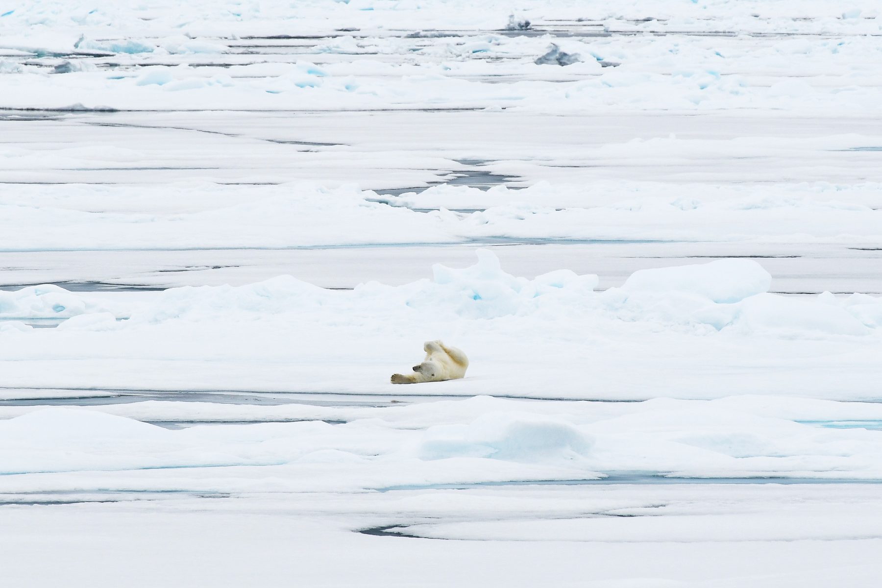 Rundum Spitzbergen, im eisigen Reich der Eisbären