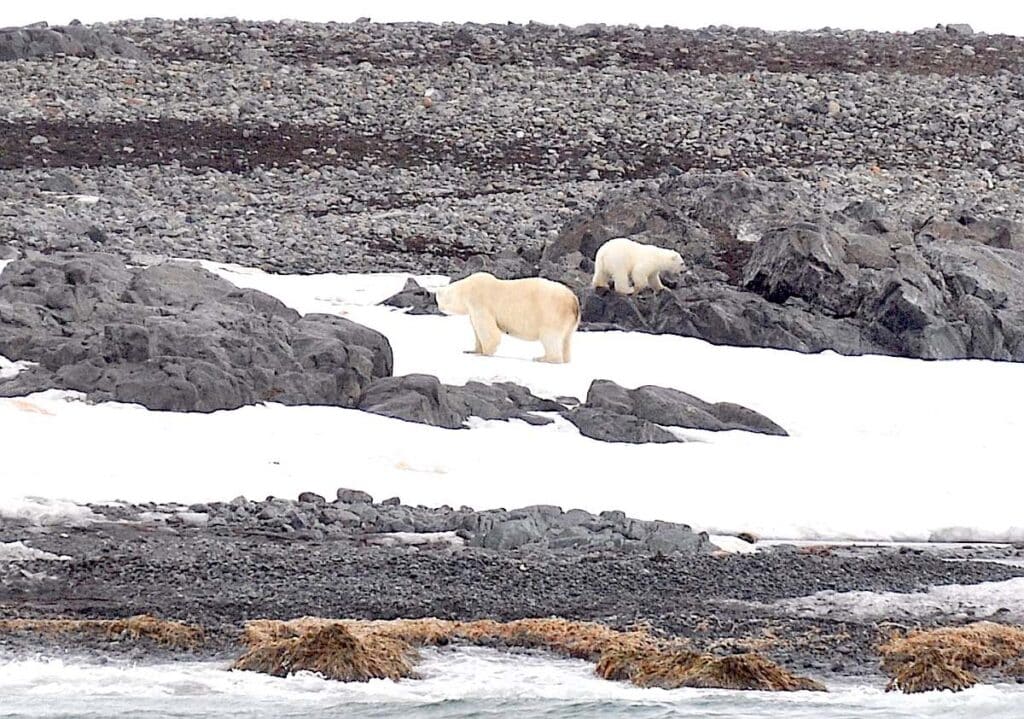 Eisbär in der arktischen Landschaft von Spitzbergen