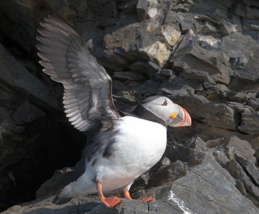 Arktischer Papageitaucher auf Spitzbergen Klippe