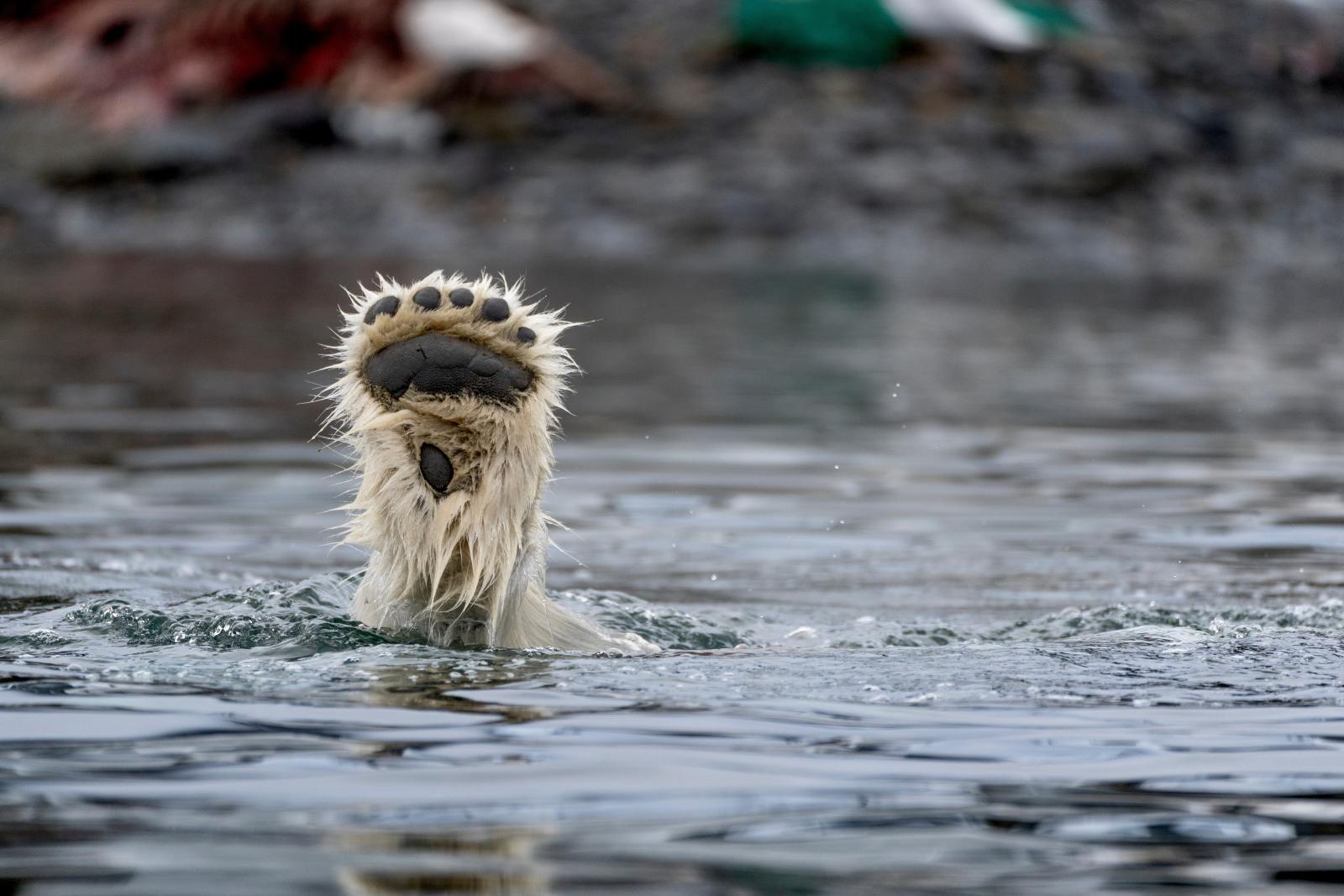 Eisbär in der arktischen Landschaft von Spitzbergen